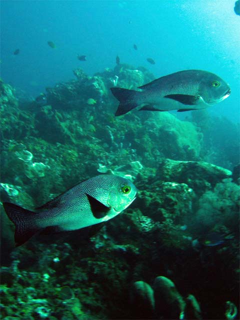 Midnight snapper (Macolor macularis), Anilao, Batangas, Philippines