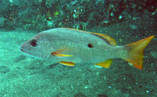 Blackspot snapper (Lutjanus ehrenbergii), Bali, Indonesia