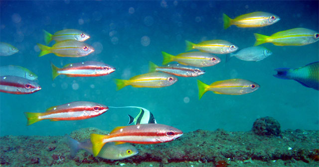 Bigeye snappers (Lutjanus lutjanus) & Two-spot snappers (Lutjanus biguttatus), Subic Bay, Philippines