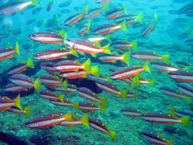 Two-spot snappers (Lutjanus biguttatus), Subic Bay, Philippines