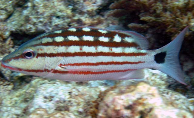 Checkered snapper (Lutjanus decussatus), Pulau Aur, West Malaysia