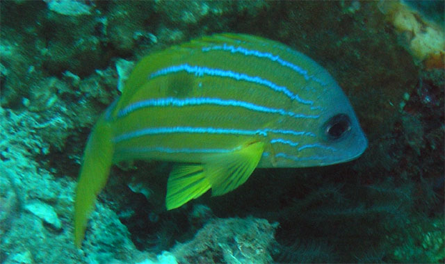 Five-lined snapper (Lutjanus quinquelineatus), Pulau Redang, West Malaysia