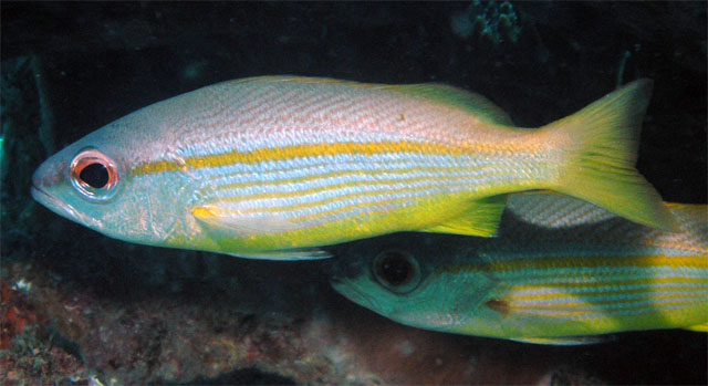 Bigeye snapper (Lutjanus lutjanus), Pulau Redang, West Malaysia