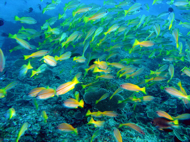 Bigeye snapper (Lutjanus lutjanus), Pulau Redang, West Malaysia