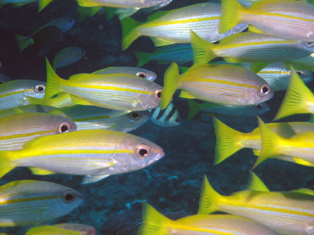 Bigeye snapper (Lutjanus lutjanus), Pulau Redang, West Malaysia