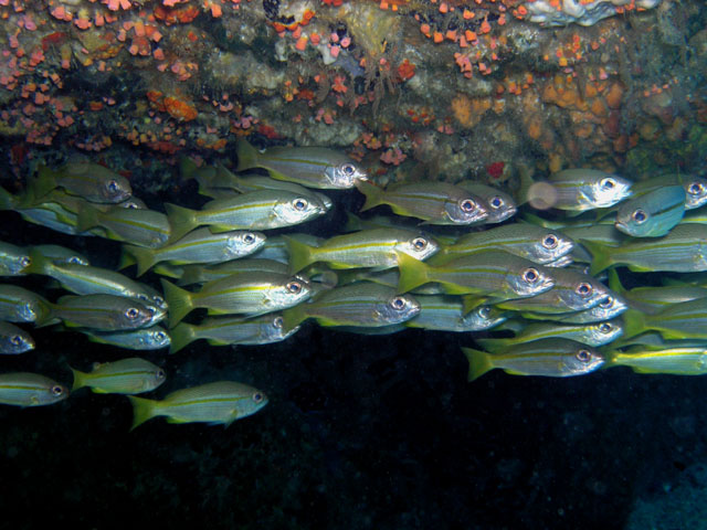 Bigeye snapper (Lutjanus lutjanus), Pulau Tioman, West Malaysia