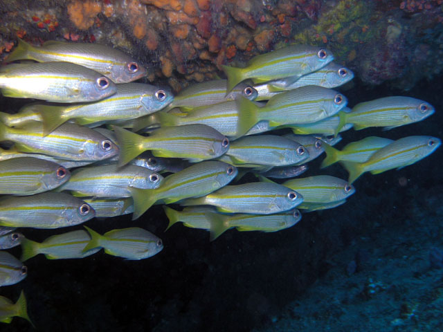 Bigeye snapper (Lutjanus lutjanus), Pulau Tioman, West Malaysia