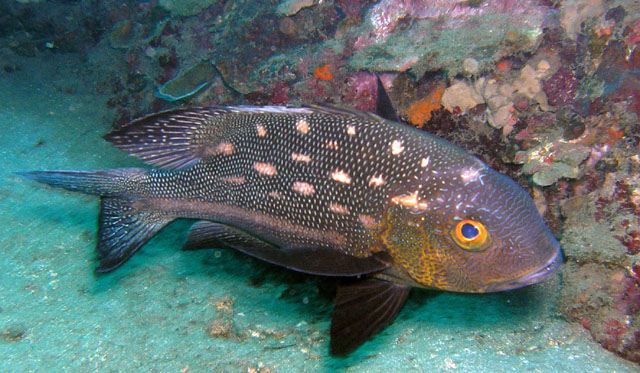 Midnight snapper (Macolor macularis), Anilao, Batangas, Philippines