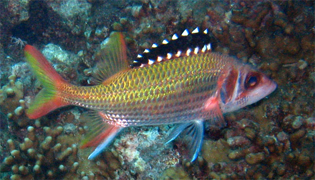 Blackfin squirrelfish (Neoniphon opercularis), Pulau Badas, Indonesia