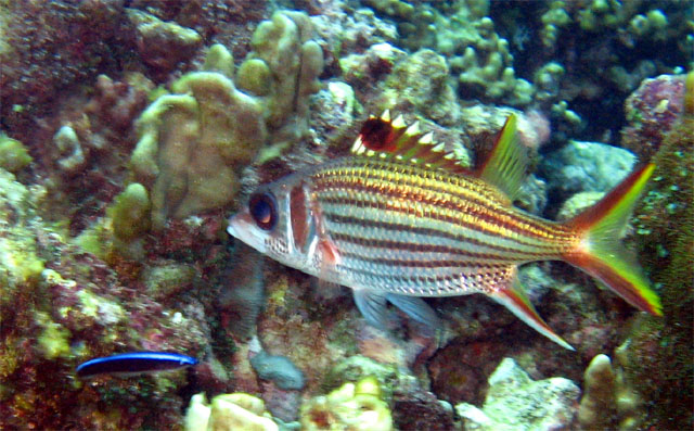 Spotfin squirrelfish (Neoniphon sammara), Pulau Badas, Indonesia