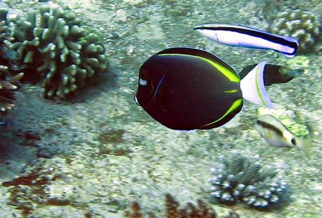 Whitecheek surgeonfish (Acanthurus nigricans), Bali, Indonesia