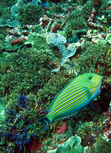 Striped surgeonfish (Acanthurus lineatus), Bali, Indonesia