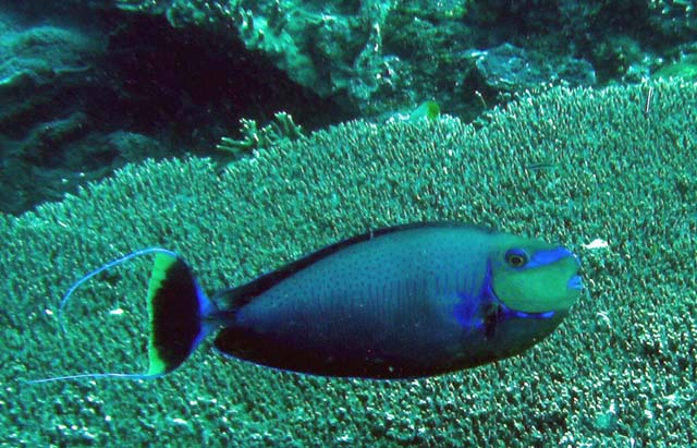 Bignose unicornfish (Naso vlamingii), Bali, Indonesia