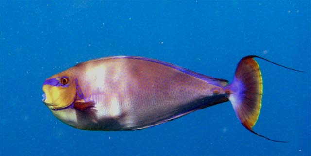 Bignose unicornfish (Naso vlamingii), Bali, Indonesia