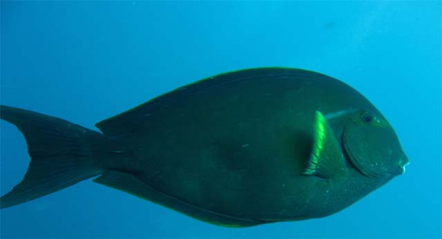 Whitefin surgeonfish (Acanthurus albipectoralis), Bali, Indonesia