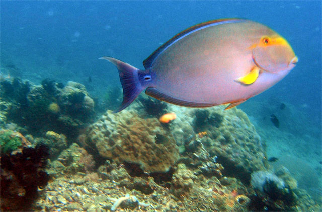 Yellowfin surgeonfish (Acanthurus xanthopterus), Anilao, Batangas, Philippines