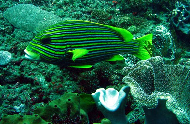 Ribbon sweetlips (Plectorhinchus polytaenia), Bali, Indonesia