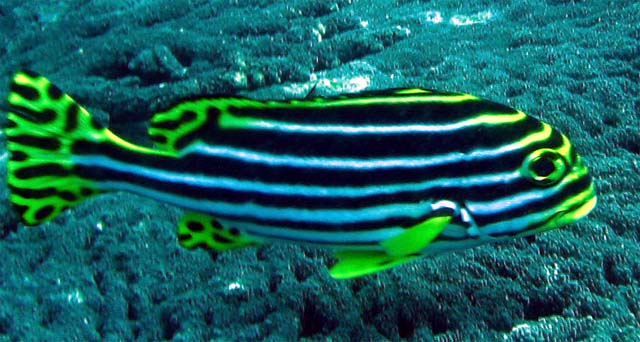 Oriental sweetlips (Plectorhinchus vittatus), Bali, Indonesia