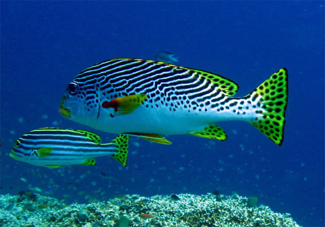 Front: Diagonal-banded sweetlips (Plectorhinchus lineatus). Behind: Oriental sweetlips (Plectorhinchus vittatus), Bali, Indonesia