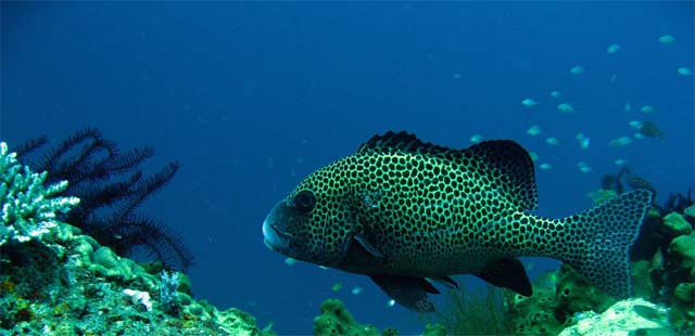 Many-spotted sweetlips (Plectorhinchus chaetodonoides), Bali, Indonesia