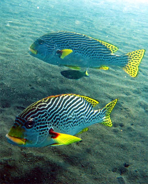 Diagonal-banded sweetlips (Plectorhinchus lineatus), Bali, Indonesia