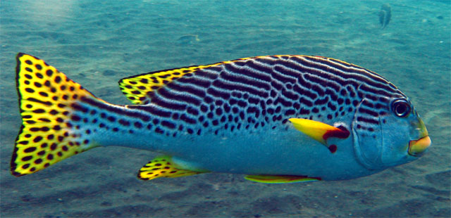 Diagonal-banded sweetlips (Plectorhinchus lineatus), Bali, Indonesia