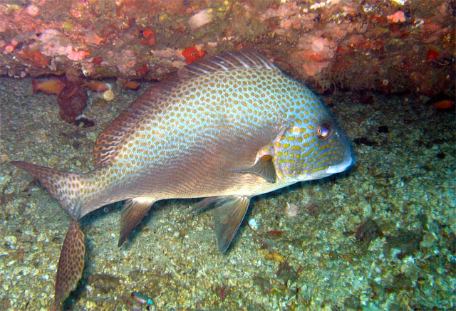 Silver sweetlips (Diagramma pictum) - subadult, Puerto Galera, Mindoro, Philippines