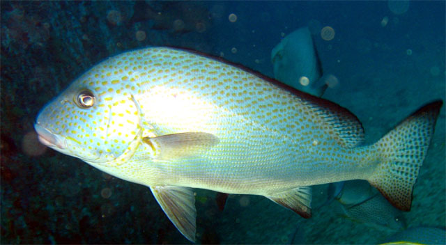 Gold-spotted sweetlips (Plectorhinchus flavomaculatus) - subadult, Puerto Galera, Mindoro, Philippines