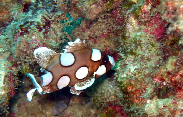 Juvinile Many-spotted sweetlips (Plectorhinchus chaetodonoides), Pulau Aur, West Malaysia