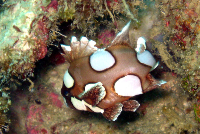 Juvinile Many-spotted sweetlips (Plectorhinchus chaetodonoides), Pulau Aur, West Malaysia