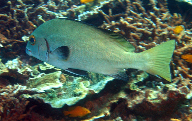 Sombre sweetlip (Plectorhinchus unicolor), Pulau Redang, West Malaysia