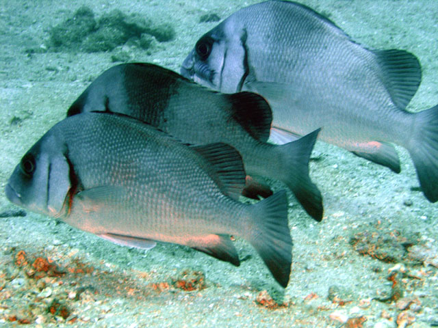 Blubberlip (Plectorhinchus gibbosus), Pulau Redang, West Malaysia