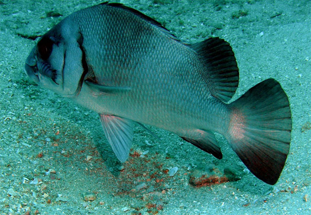 Blubberlip (Plectorhinchus gibbosus), Pulau Redang, West Malaysia