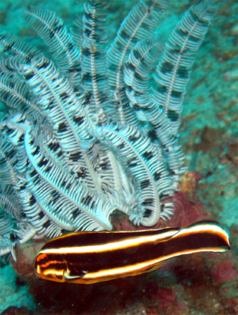 Juvinile Striped sweetlips (Plectorhinchus lessonii), Anilao, Batangas, Philippines