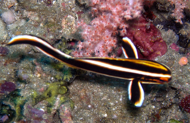 Juvinile Striped sweetlips (Plectorhinchus lessonii), Anilao, Batangas, Philippines