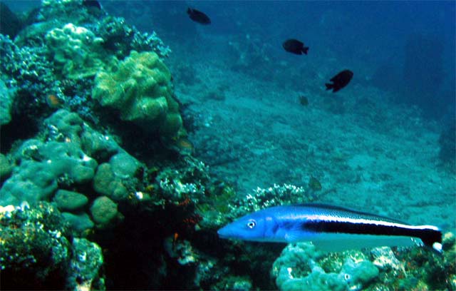 Blue Blanquillo (Malacanthus latovittatus), Bali, Indonesia