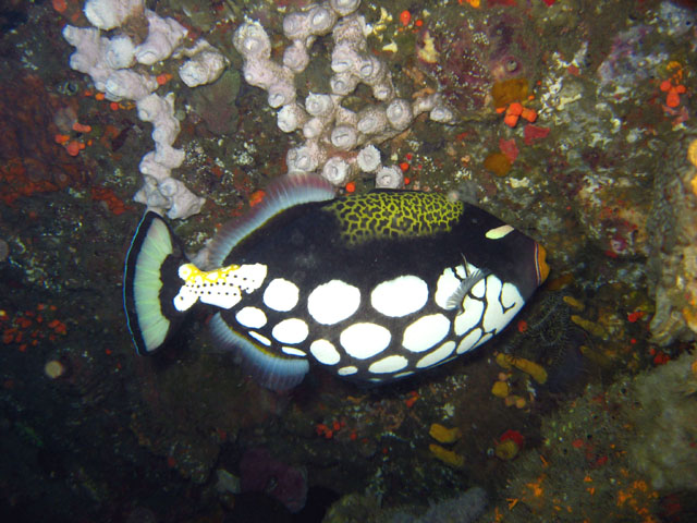 Clown or Picasso triggerfish (Balistoides conspicillum), Bali, Indonesia