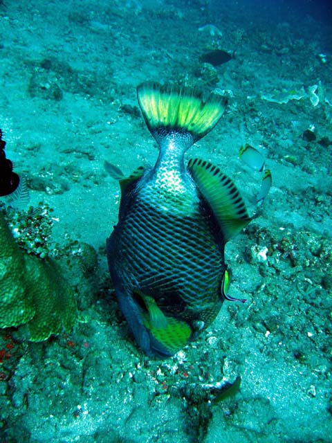 Titan triggerfish (Balistoides viridescens), Bali, Indonesia