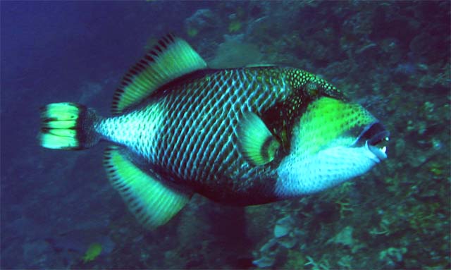 Titan triggerfish (Balistoides viridescens), Bali, Indonesia