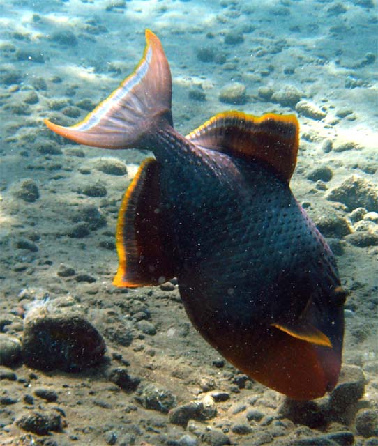 Yellowmargin triggerfish (Pseudobalistes flavimarginatus), Bali, Indonesia