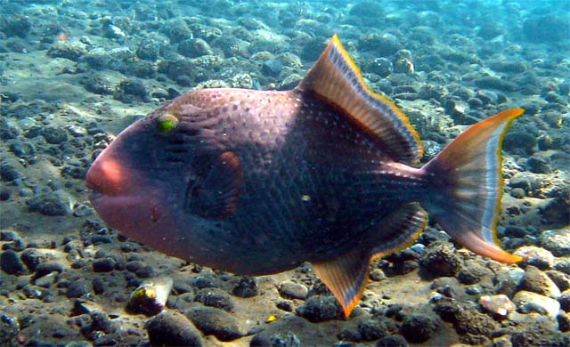 Yellowmargin triggerfish (Pseudobalistes flavimarginatus), Bali, Indonesia