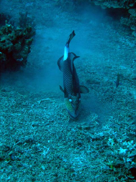 Titan triggerfish (Balistoides viridescens), Pulau Aur, West Malaysia