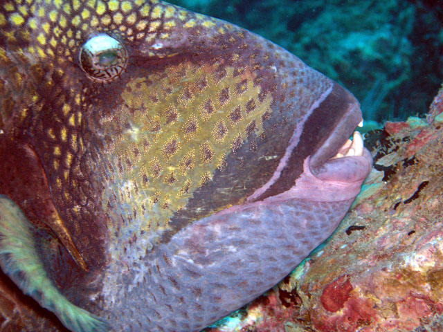 Titan triggerfish (Balistoides viridescens), Perhentian Islands, West Malaysia
