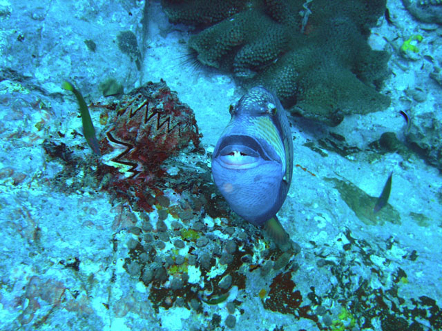 Titan triggerfish (Balistoides viridescens), Perhentian Islands, West Malaysia