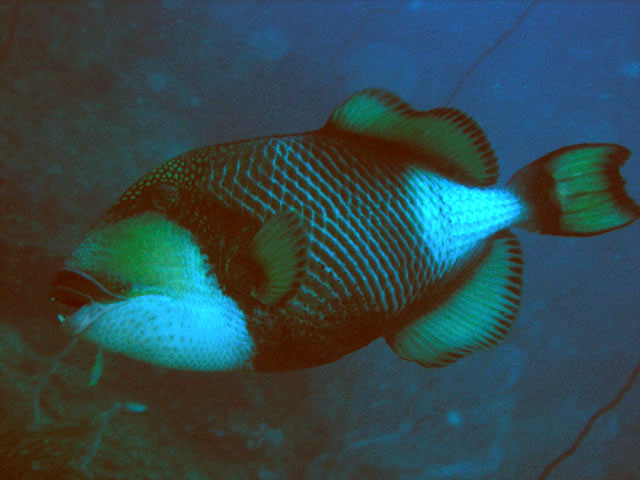 Titan triggerfish (Balistoides viridescens), Pulau Tioman, West Malaysia
