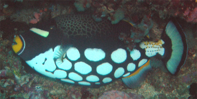 Clown or Picasso triggerfish (Balistoides conspicillum), Anilao, Batangas, Philippines
