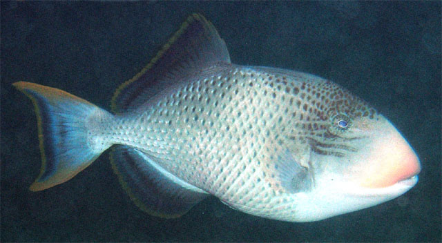 Yellowmargin triggerfish (Pseudobalistes flavimarginatus), Anilao, Batangas, Philippines