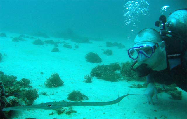 Cornetfish (Fistularia commersonii), Bali, Indonesia