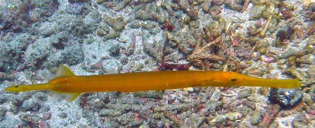 Trumpetfish (Aulostomus chinensis) - golden variation, Bali, Indonesia