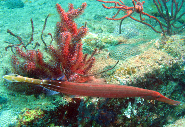 Trumpetfish (Aulostomus chinensis), Subic Bay, Philippines
